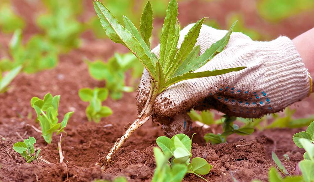 Weed Control SE Calgary