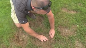 A person kneeling and examining dry patches in a lawn caused by chinch bugs.